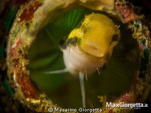 Blenny by Massimo Giorgetta 